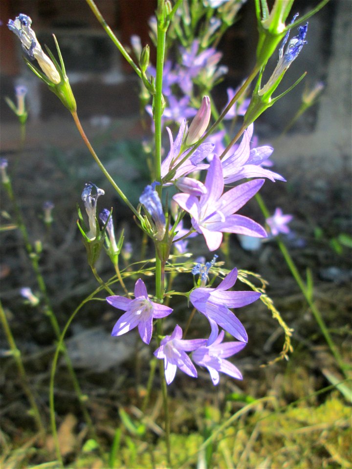 Rapunzel-Glockenblume (Campanula rapunculus) am Bahnhof Landstuhl