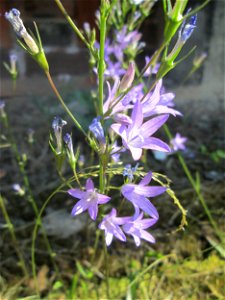 Rapunzel-Glockenblume (Campanula rapunculus) am Bahnhof Landstuhl