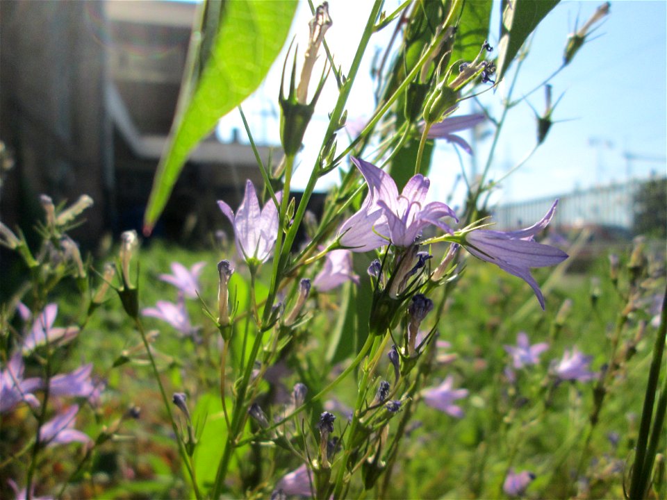 Rapunzel-Glockenblume (Campanula rapunculus) am Bahnhof Landstuhl
