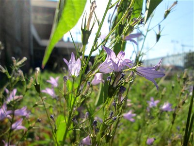Rapunzel-Glockenblume (Campanula rapunculus) am Bahnhof Landstuhl
