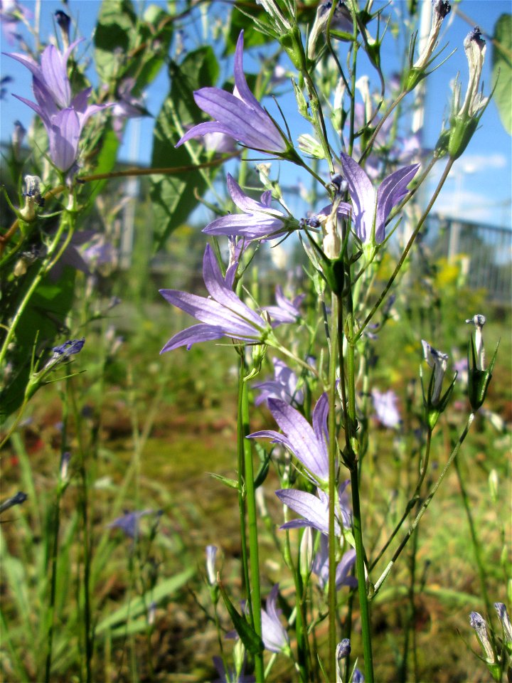 Rapunzel-Glockenblume (Campanula rapunculus) am Bahnhof Landstuhl