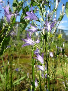 Rapunzel-Glockenblume (Campanula rapunculus) am Bahnhof Landstuhl