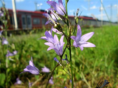 Rapunzel-Glockenblume (Campanula rapunculus) am Bahnhof Landstuhl