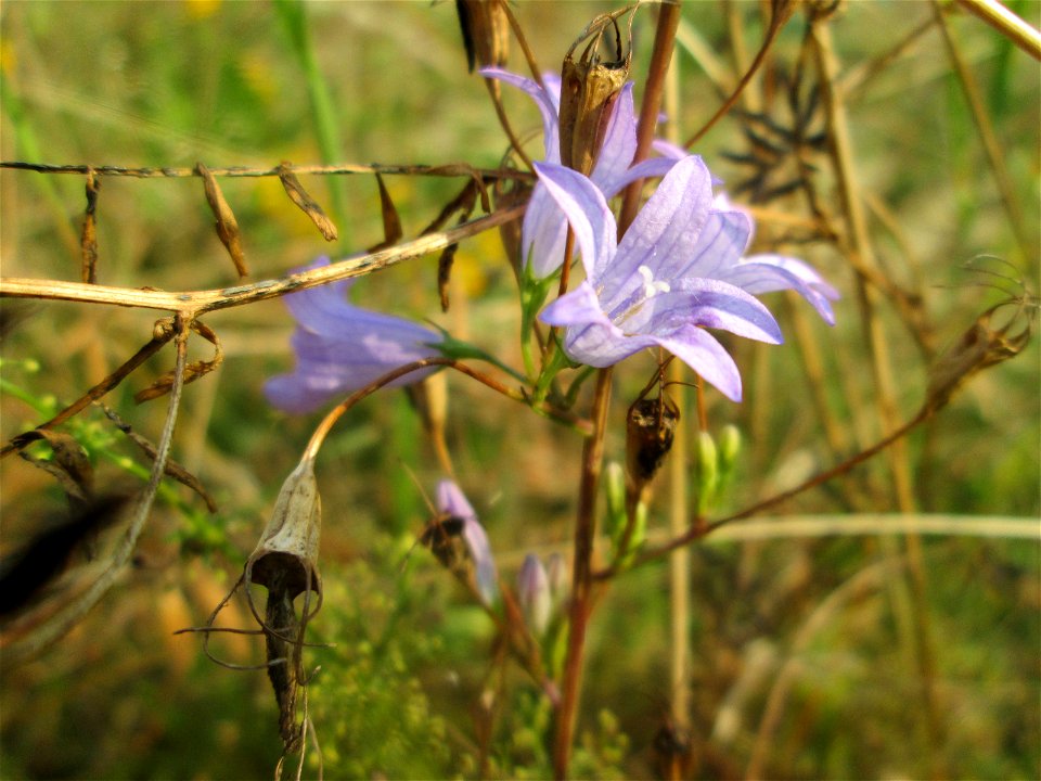 Rapunzel-Glockenblume (Campanula rapunculus) im Almet bei Sankt Arnual