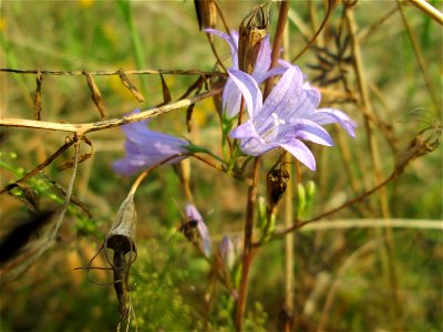 Rapunzel-Glockenblume (Campanula rapunculus) im Almet bei Sankt Arnual