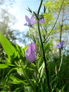 Rapunzel-Glockenblume (Campanula rapunculus) an der Saar in Saarbrücken