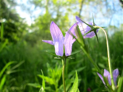 Rapunzel-Glockenblume (Campanula rapunculus) an der Saar in Saarbrücken