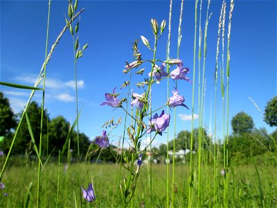 Rapunzel-Glockenblume (Campanula rapunculus) auf einer Wiese neben der Ostspange in Saarbrücken