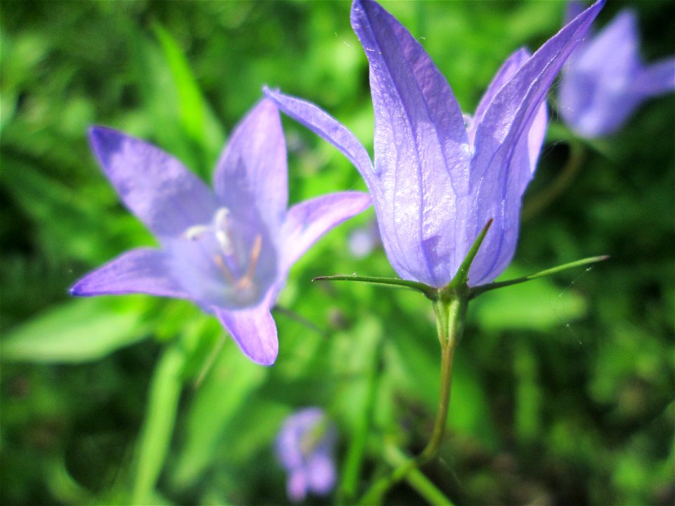 Rapunzel-Glockenblume (Campanula rapunculus) an der Saar in Saarbrücken