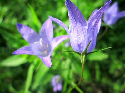 Rapunzel-Glockenblume (Campanula rapunculus) an der Saar in Saarbrücken