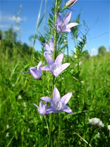 Rapunzel-Glockenblume (Campanula rapunculus) auf einer Wiese neben der Ostspange in Saarbrücken