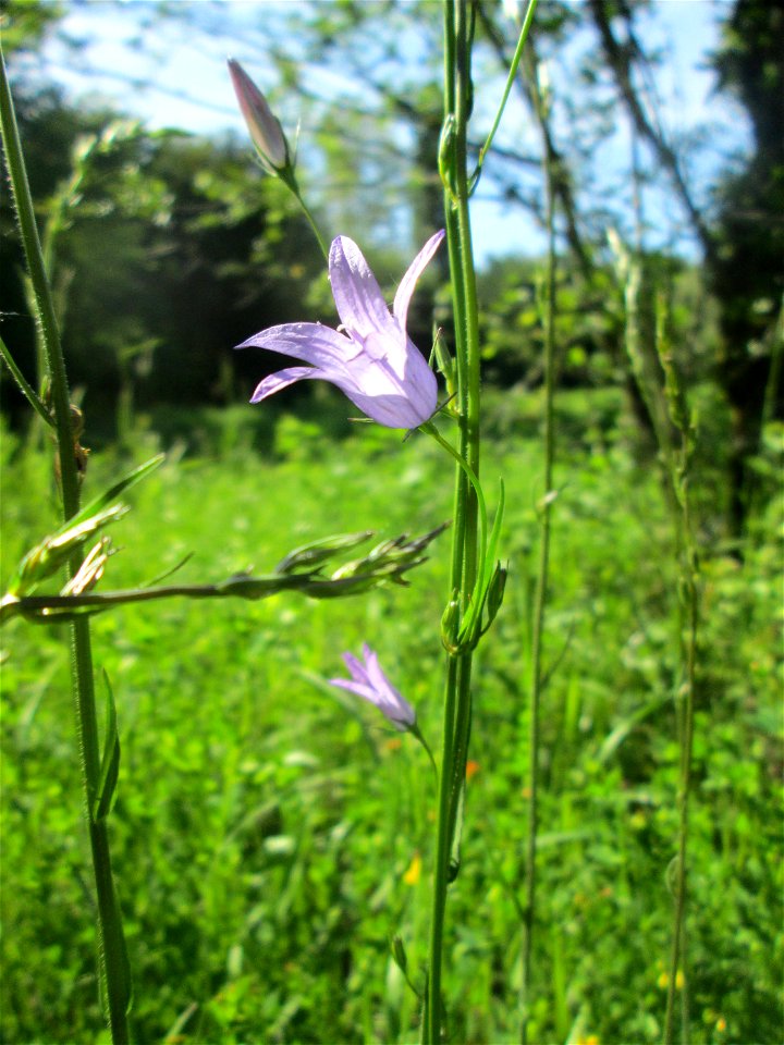 Rapunzel-Glockenblume (Campanula rapunculus) im Naturschutzgebiet "St. Arnualer Wiesen"