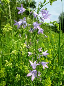 Rapunzel-Glockenblume (Campanula rapunculus) im Naturschutzgebiet „St. Arnualer Wiesen“