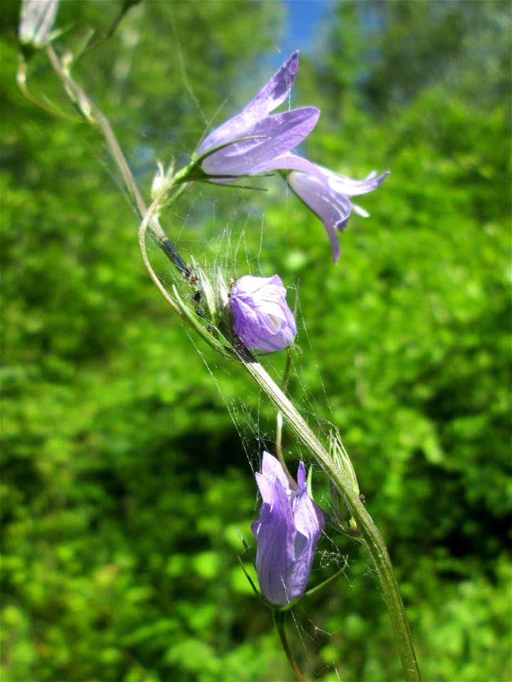 Rapunzel-Glockenblume (Campanula rapunculus) im Naturschutzgebiet "St. Arnualer Wiesen"