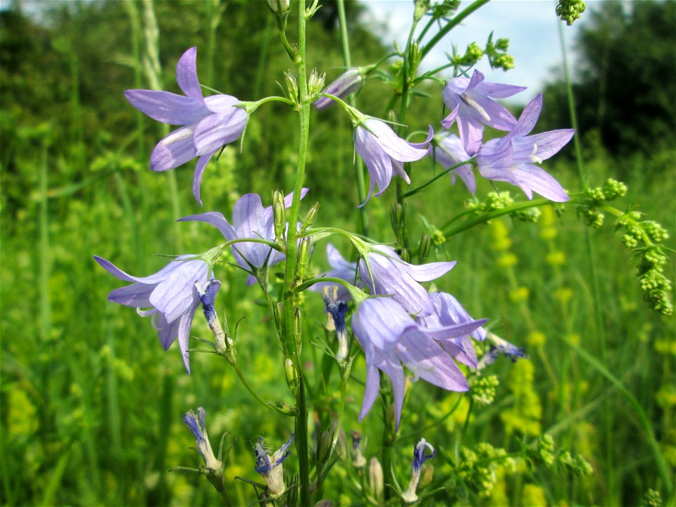 Rapunzel-Glockenblume (Campanula rapunculus) im Naturschutzgebiet „St. Arnualer Wiesen“