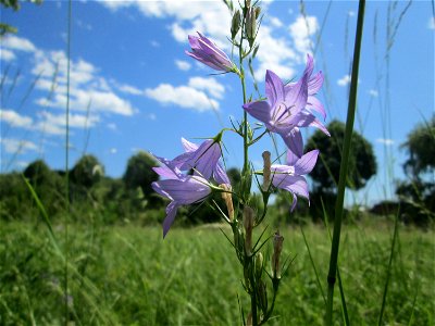 Rapunzel-Glockenblume (Campanula rapunculus) in Saarbrücken