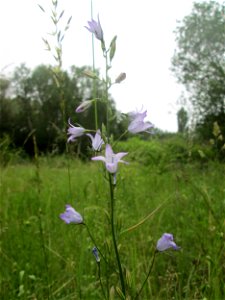 Rapunzel-Glockenblume (Campanula rapunculus) im Naturschutzgebiet „St. Arnualer Wiesen“