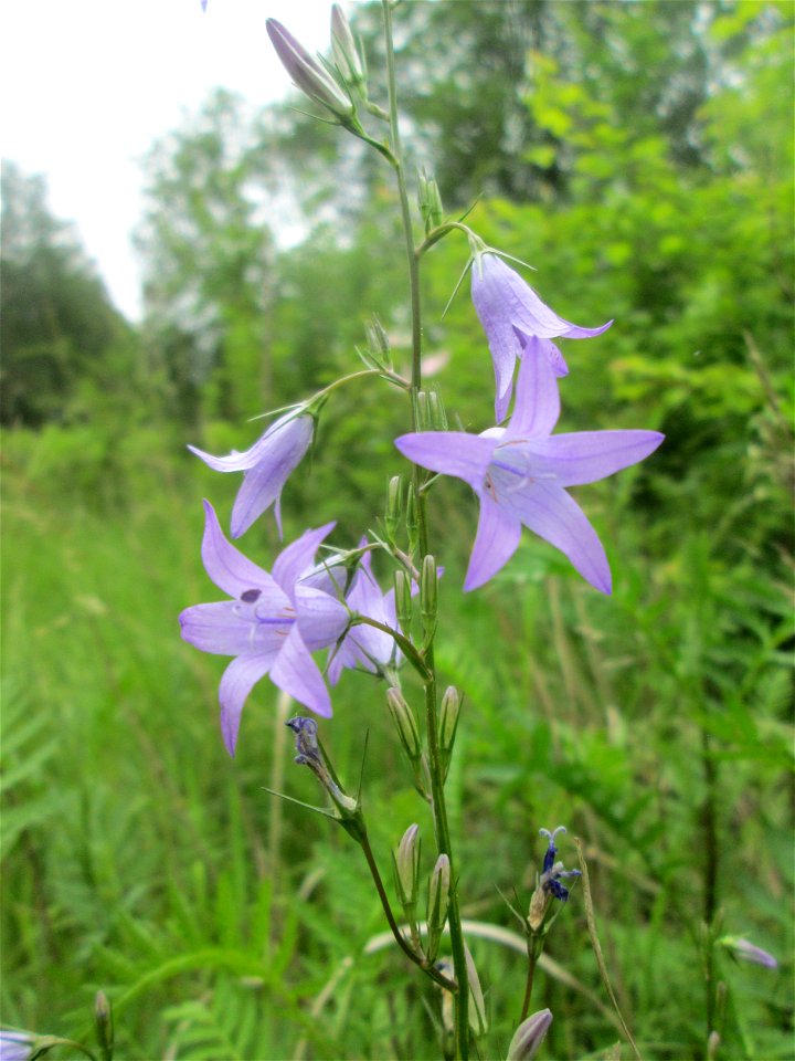 Rapunzel-Glockenblume (Campanula rapunculus) im Naturschutzgebiet „St. Arnualer Wiesen“