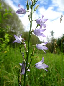 Rapunzel-Glockenblume (Campanula rapunculus) im Naturschutzgebiet "St. Arnualer Wiesen"