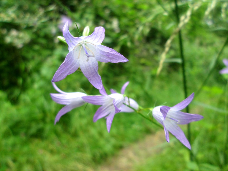 Rapunzel-Glockenblume (Campanula rapunculus) im Naturschutzgebiet „St. Arnualer Wiesen“