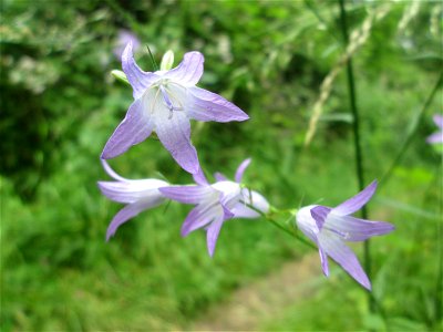 Rapunzel-Glockenblume (Campanula rapunculus) im Naturschutzgebiet „St. Arnualer Wiesen“