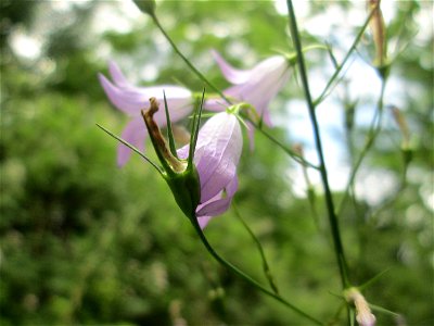 Rapunzel-Glockenblume (Campanula rapunculus) im Naturschutzgebiet „St. Arnualer Wiesen“