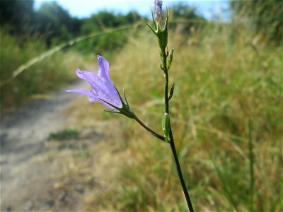 Rapunzel-Glockenblume (Campanula rapunculus) im Naturschutzgebiet „St. Arnualer Wiesen“