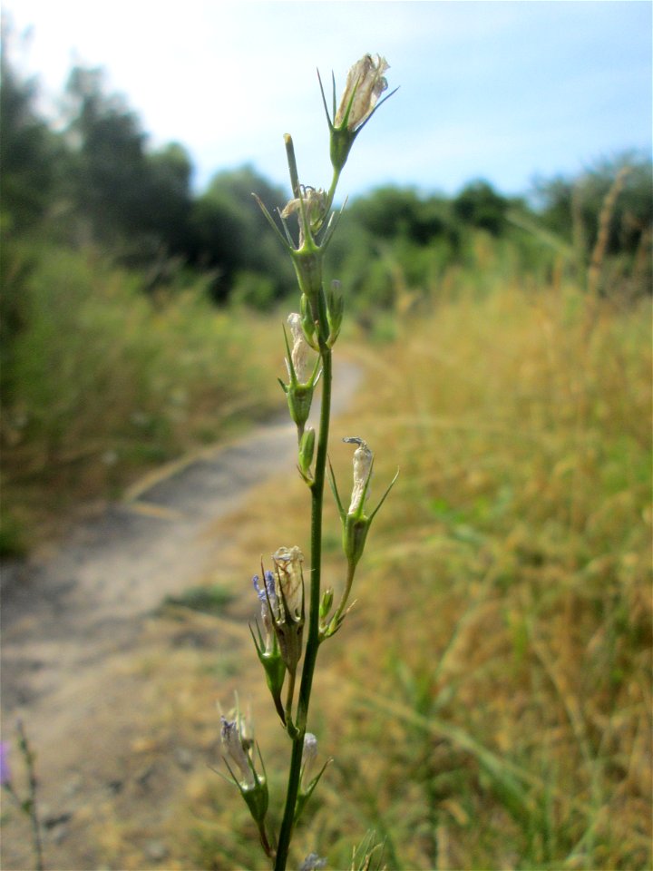 Rapunzel-Glockenblume (Campanula rapunculus) im Naturschutzgebiet „St. Arnualer Wiesen“