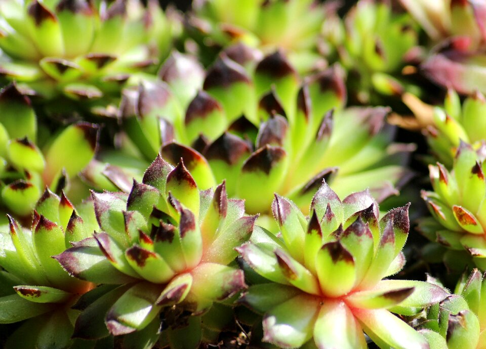 Ornamental plants rockery kaktusowate