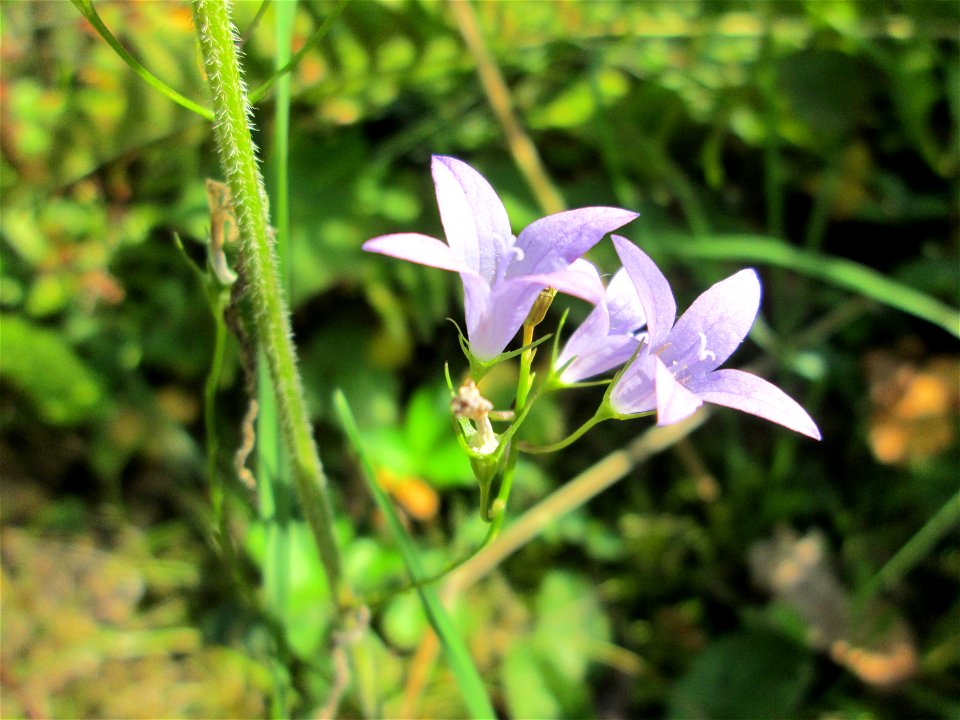Rapunzel-Glockenblume (Campanula rapunculus) am Friedhof St. Johann in Saarbrücken
