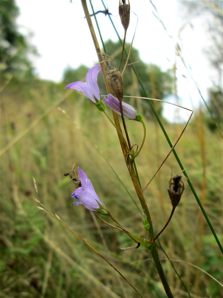 Wiesen-Glockenblume (Campanula patula) bei Kennfus