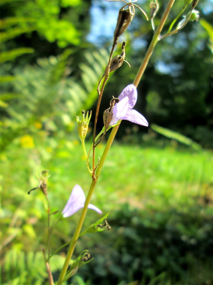 Rapunzel-Glockenblume (Campanula rapunculus) am Friedhof St. Johann in Saarbrücken