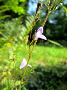 Rapunzel-Glockenblume (Campanula rapunculus) am Friedhof St. Johann in Saarbrücken