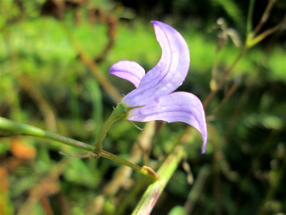 Rapunzel-Glockenblume (Campanula rapunculus) am Friedhof St. Johann in Saarbrücken