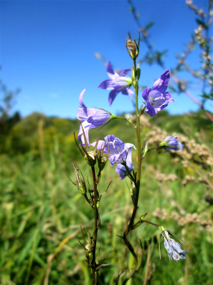 Rapunzel-Glockenblume (Campanula rapunculus) im Landschaftsschutzgebiet „Tabakmühlental - Oberster Weiher“ in Sankt Arnual
