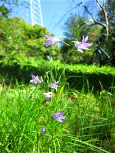 Rapunzel-Glockenblume (Campanula rapunculus) im Wald zwischen Brebach und Bischmisheim