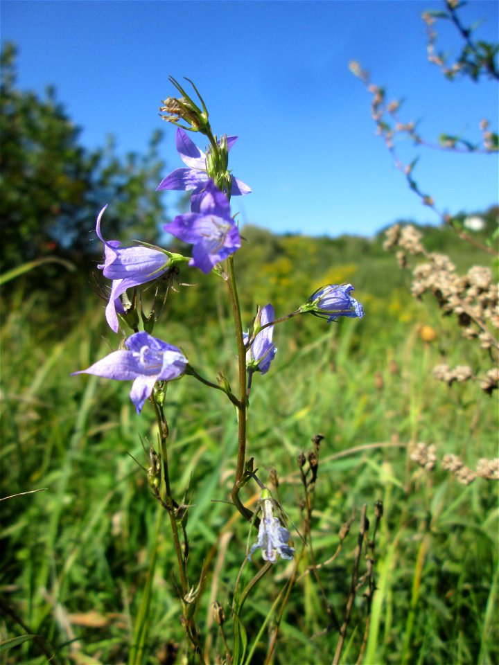 Rapunzel-Glockenblume (Campanula rapunculus) im Landschaftsschutzgebiet „Tabakmühlental - Oberster Weiher“ in Sankt Arnual