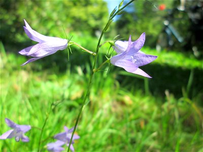 Rapunzel-Glockenblume (Campanula rapunculus) im Wald zwischen Brebach und Bischmisheim