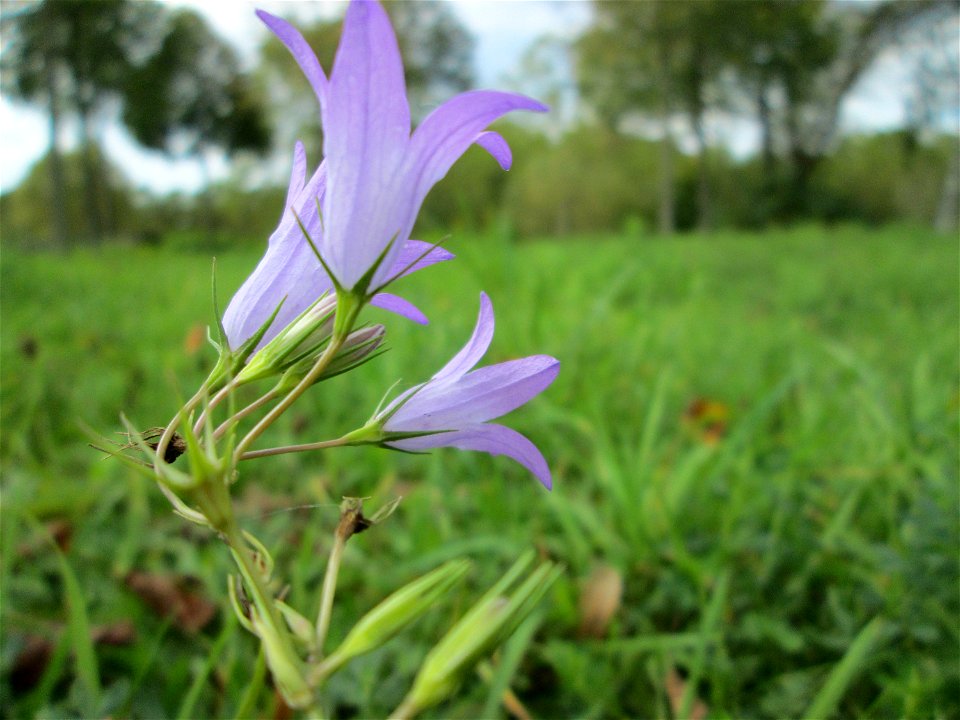 Rapunzel-Glockenblume (Campanula rapunculus) auf einer Wiese neben der Ostspange in Saarbrücken