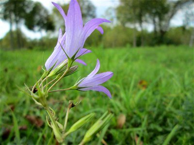 Rapunzel-Glockenblume (Campanula rapunculus) auf einer Wiese neben der Ostspange in Saarbrücken