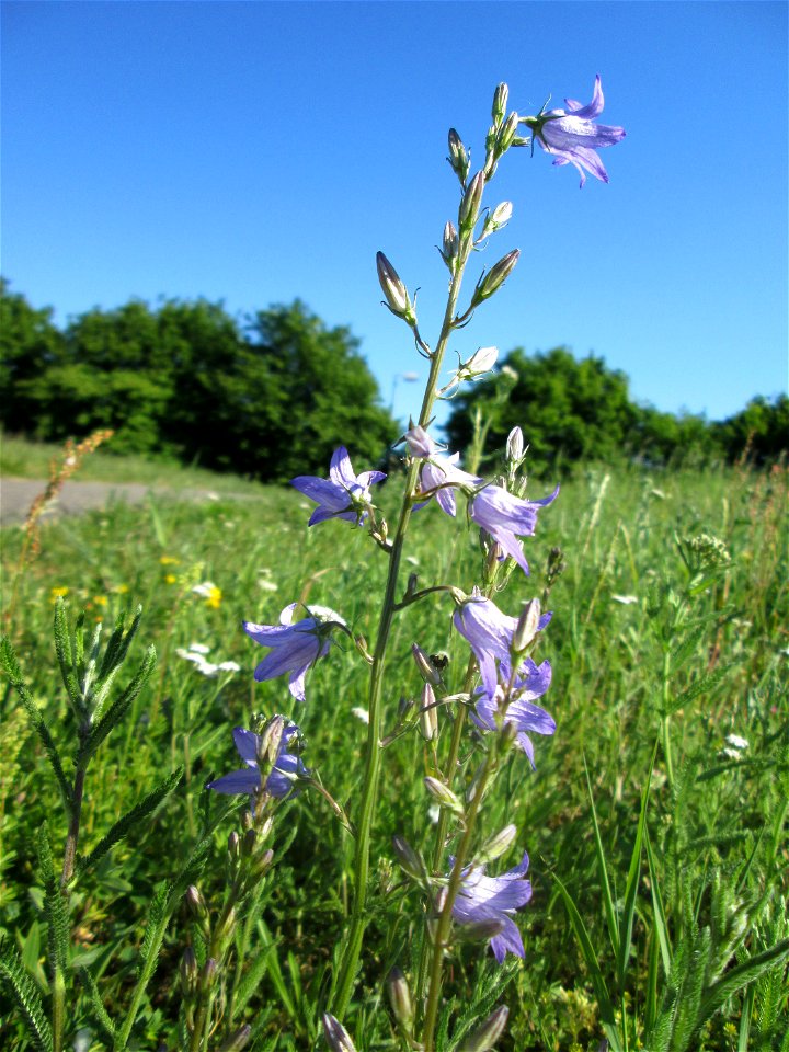 Rapunzel-Glockenblume (Campanula rapunculus) auf einer Wiese neben der Ostspange in Saarbrücken