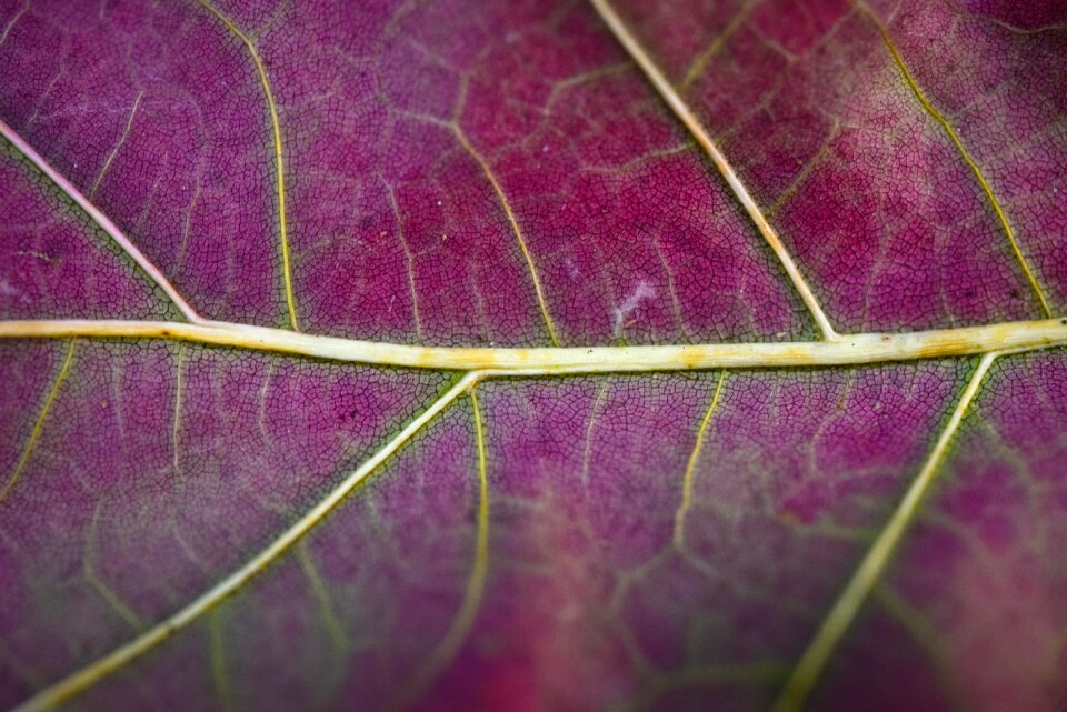 Leaf summer grains