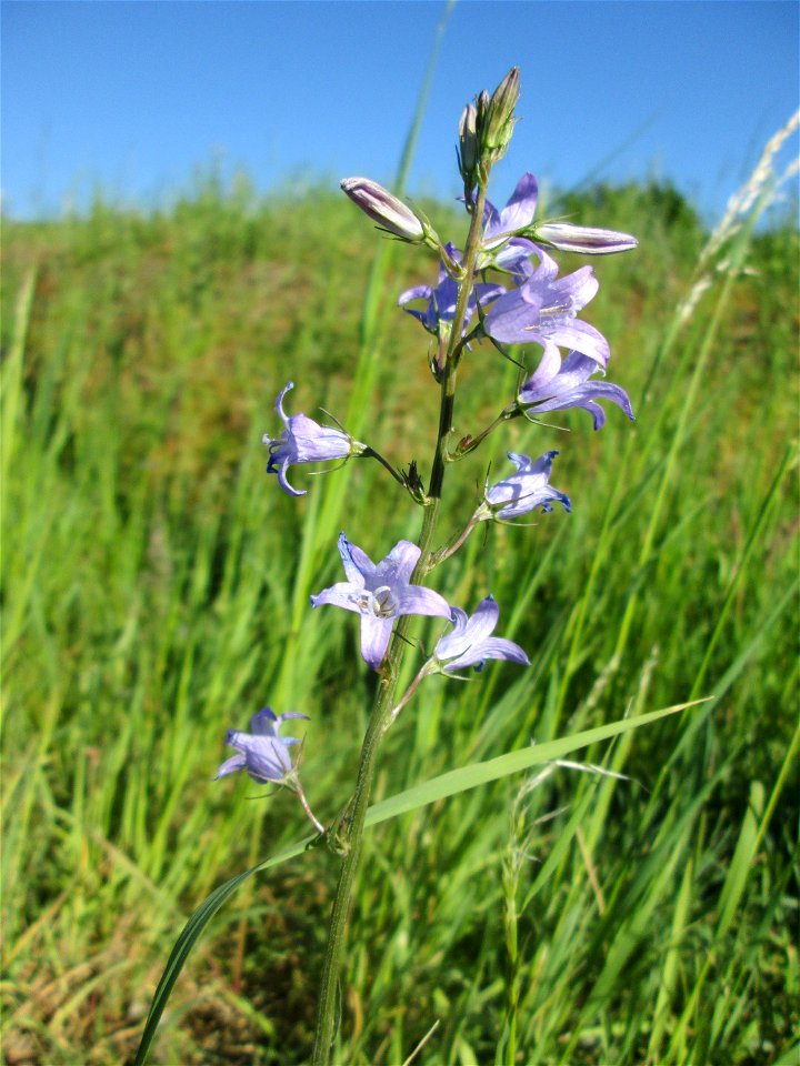 Rapunzel-Glockenblume (Campanula rapunculus) auf einer Wiese neben der Ostspange in Saarbrücken