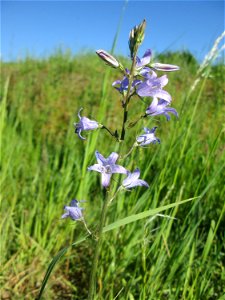 Rapunzel-Glockenblume (Campanula rapunculus) auf einer Wiese neben der Ostspange in Saarbrücken