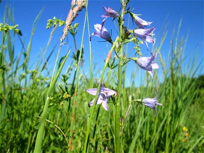 Rapunzel-Glockenblume (Campanula rapunculus) auf einer Wiese neben der Ostspange in Saarbrücken
