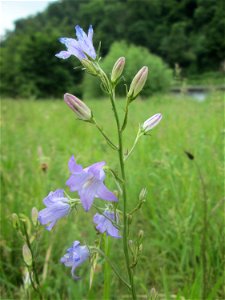 Rapunzel-Glockenblume (Campanula rapunculus) an der Saaraue Güdingen