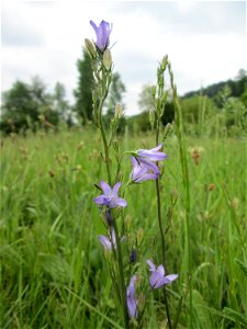 Rapunzel-Glockenblume (Campanula rapunculus) an der Saaraue Güdingen