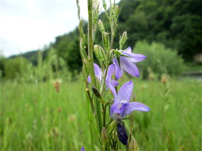 Rapunzel-Glockenblume (Campanula rapunculus) an der Saaraue Güdingen