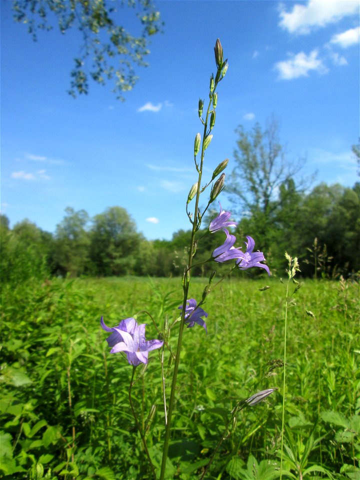 Rapunzel-Glockenblume (Campanula rapunculus) im Naturschutzgebiet „St. Arnualer Wiesen“