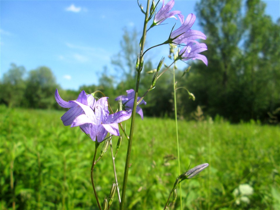 Rapunzel-Glockenblume (Campanula rapunculus) im Naturschutzgebiet „St. Arnualer Wiesen“